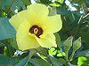 �n�E(Hau)