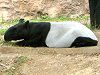�}���[�o�N