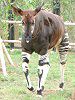 �I�J�s�iOkapi�j