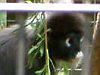 �_�X�L�[���g���iDusky Leaf monkey�j