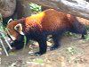 ���b�T�[�p���_�iLesser panda�j