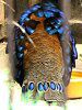 �p�������R�N�W���N�iPalawan Ppeacock�j