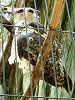 �l�p�[�����V�~�~�Y�N�iNepal�h�~�~�Y�N�j