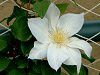 �N���}�`�X(Clematis)