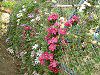 �N���}�`�X(Clematis)