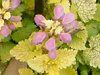 ���~�E���E�}�N���c���iLamium maculatum�j