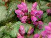 ���~�E���E�}�N���c���iLamium maculatum�j