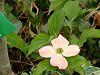 �n�C�u���b�h�E�n�i�~�Y�L �X�e���s���N(Stellar Pink)