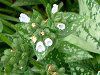 �v�����i���A�iPulmonaria�j