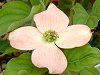 �n�C�u���b�h�E�n�i�~�Y�L �X�e���s���N(Stellar Pink)