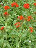 �_�C�A���T�X�E�o���o�c�X�iDianthus barbatus�j