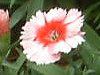 �_�C�A���T�X�E�X�m�[�t�@�C���[(Dianthus 'Snow fire')