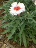 �_�C�A���T�X�E�X�m�[�t�@�C���[(Dianthus 'Snow fire')
