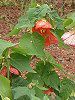 �A�u�`����(Abutilon)