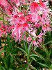 �f�B�A���c�X(Dianthus) �@'�t�H�g���E�}�W�J���s���N'