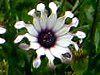 �I�X�e�I�X�y���}��(Osteospermum)