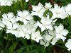 �f�B�A���c�X(Dianthus) �@'�t�H�g���E�z���C�g'