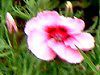 �f�B�A���c�X(Dianthus) �@'�R���i�`�F���[�}�W�b�N'