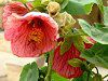�A�u�`�����iAbutilon�j
