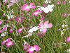 �A�O���X�e���}(Agrostemma githago)
