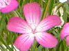 �A�O���X�e���}(Agrostemma githago)