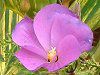 �u���[�n�C�r�X�J�X(Blue hibiscus)