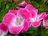 �y�����S�j�E�� ���[�K���O���[�v '�T�[�t�B���E�p�[�v��'(Pelargonium Regal Group'Surfin Purple')