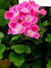 �y�����S�j�E�� ���[�K���O���[�v '�T�[�t�B���E�p�[�v��'(Pelargonium Regal Group'Surfin Purple')