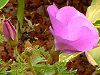 �u���[�n�C�r�X�J�X(Blue hibiscus)