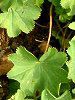 �A���P�~�������X�iAlchemilla molis�j