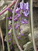�V���G�m���L�X�E�W�����V�t�H���A�iSchoenorchis juncifolia�j
