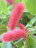 �A�J���t�@�E�L���b�g�E�e�[���iAcalypha cat tail