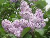 ���C���b�N(Lilac)