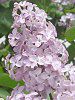 ���C���b�N(Lilac)