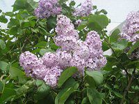 ���C���b�N(Lilac)