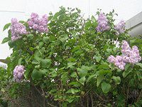 ���C���b�N(Lilac)