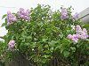 ���C���b�N(Lilac)