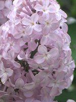 ���C���b�N(Lilac)