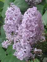 ���C���b�N(Lilac)