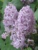 ���C���b�N(Lilac)