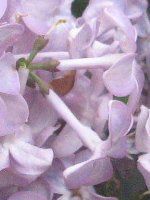 ���C���b�N(Lilac)