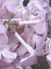 ���C���b�N(Lilac)