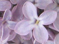 ���C���b�N(Lilac)