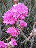 �A�������A(Armeria)