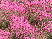 �A�������A(Armeria)