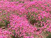 �A�������A(Armeria)