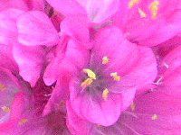 �A�������A(Armeria)