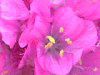 �A�������A(Armeria)