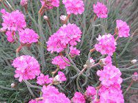 �A�������A(Armeria)
