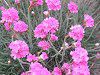 �A�������A(Armeria)